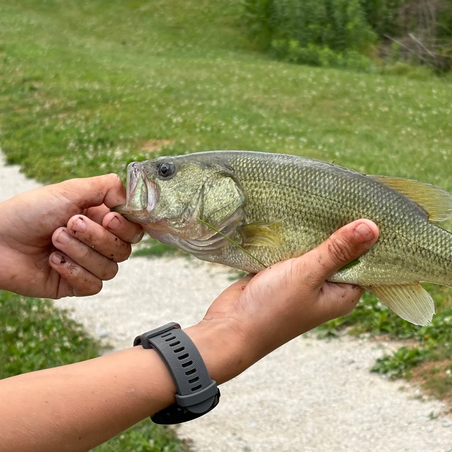 catch