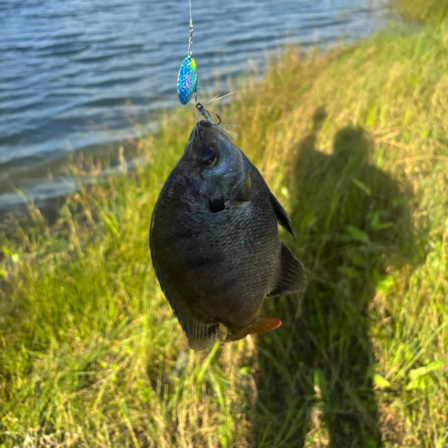 Bluegill caught on Fishbrain