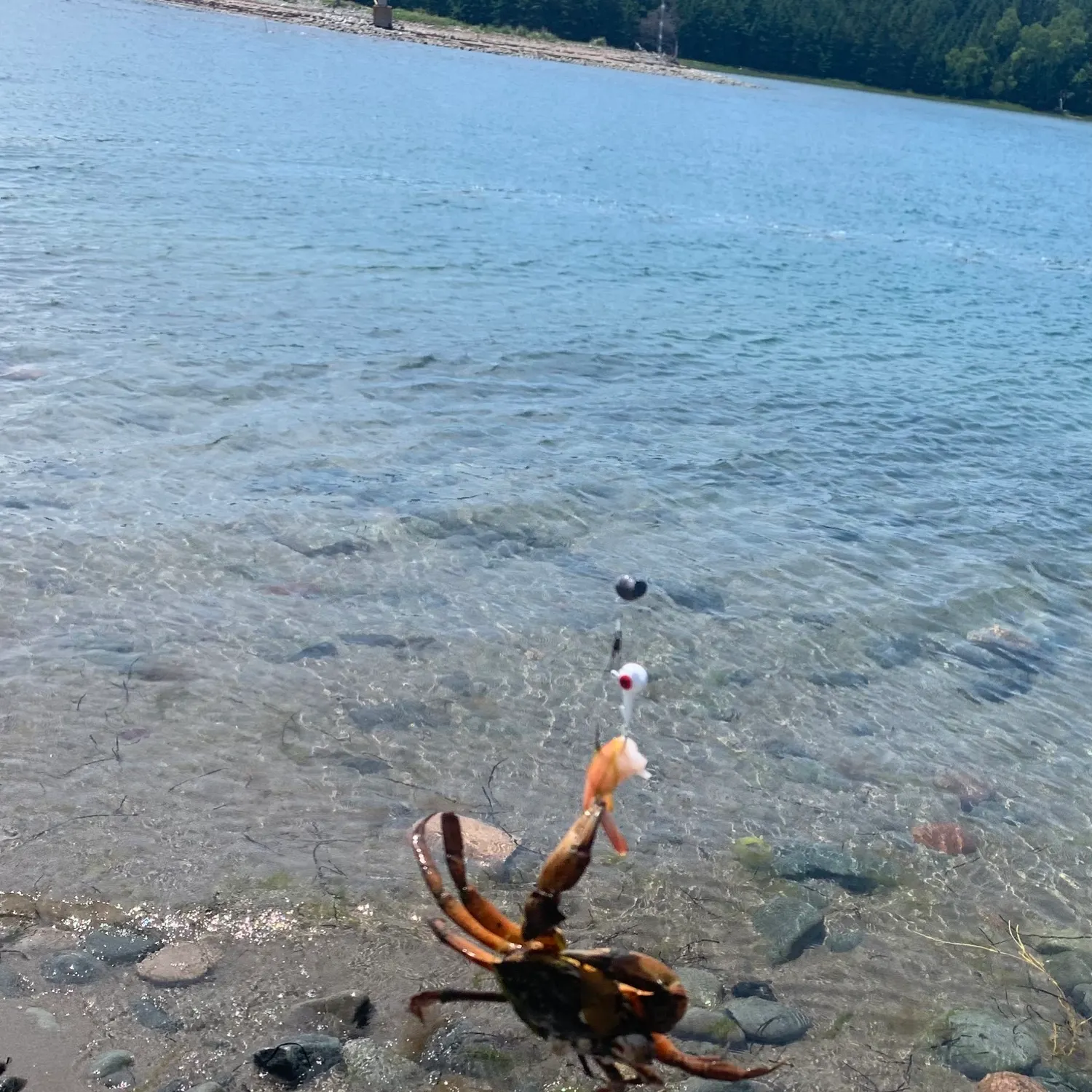 The most recent Jonah crab catches on Fishbrain