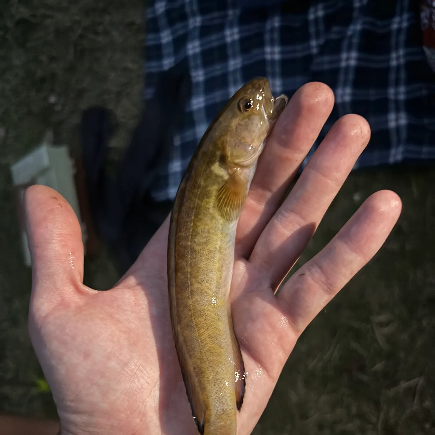 The most popular recent River blackfish catch on Fishbrain