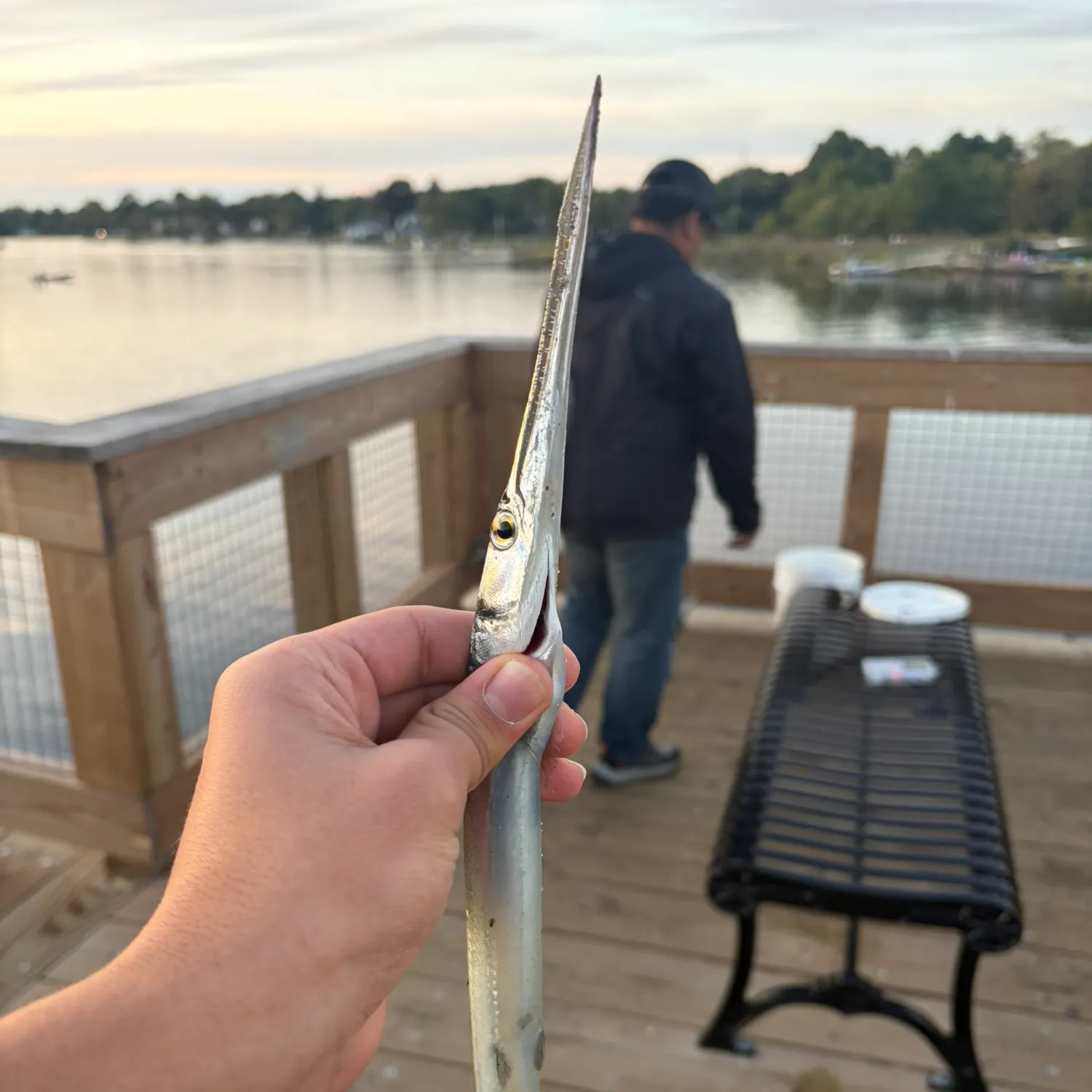 Atlantic needlefish caught on Fishbrain