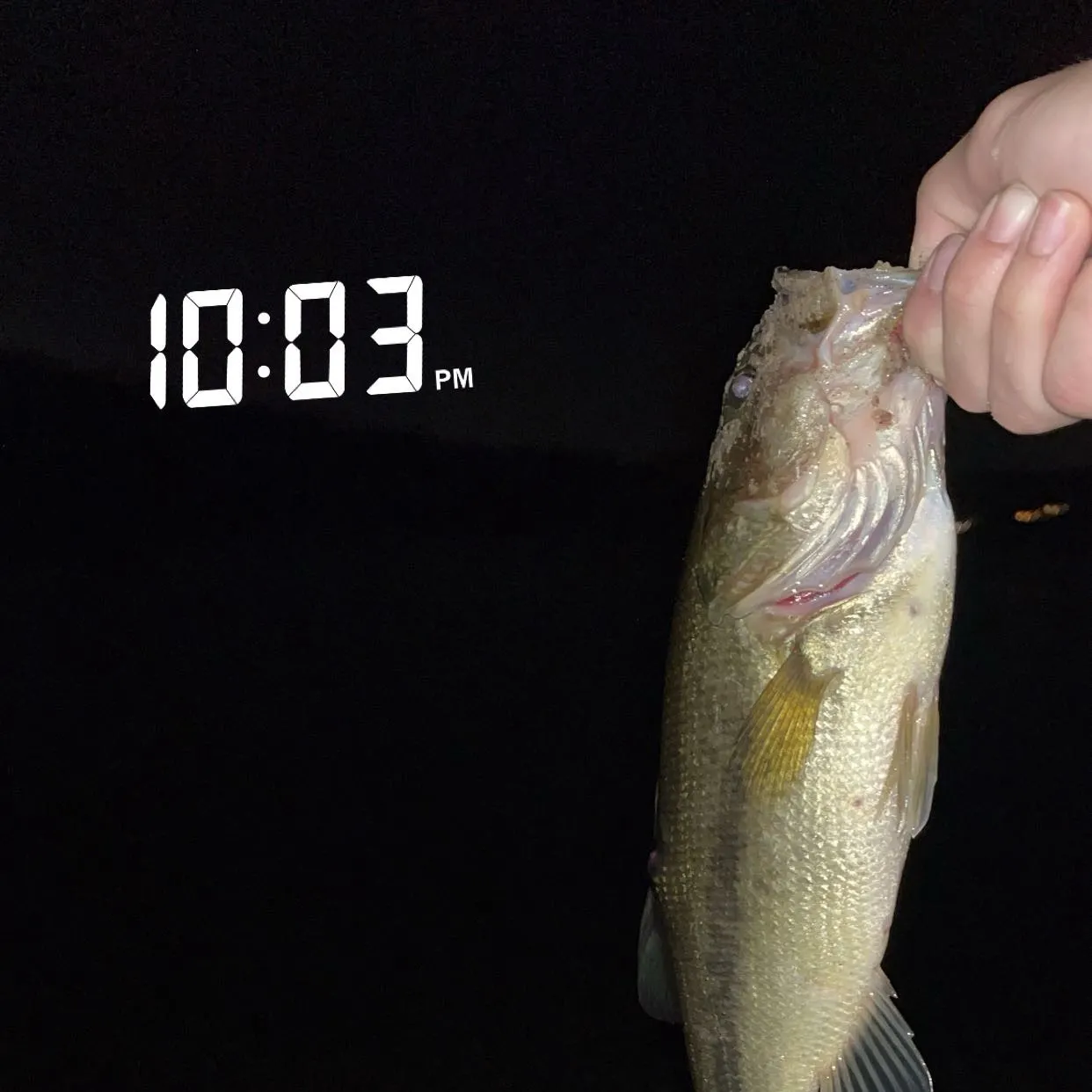 Largemouth bass caught on Fishbrain