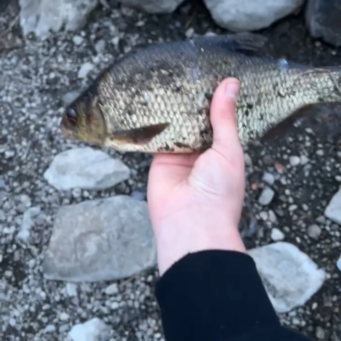 Common bream caught on Fishbrain