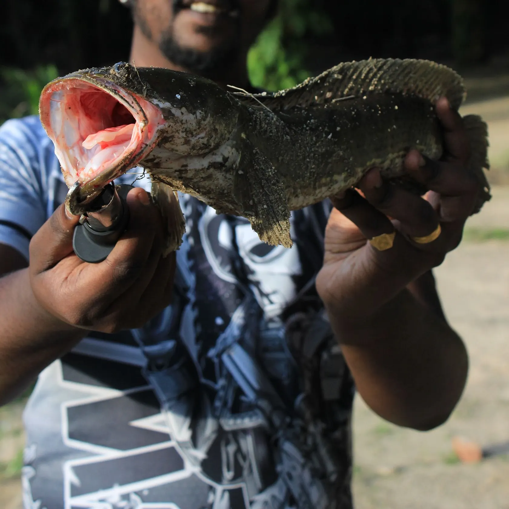 The most recent Striped snakehead catches on Fishbrain
