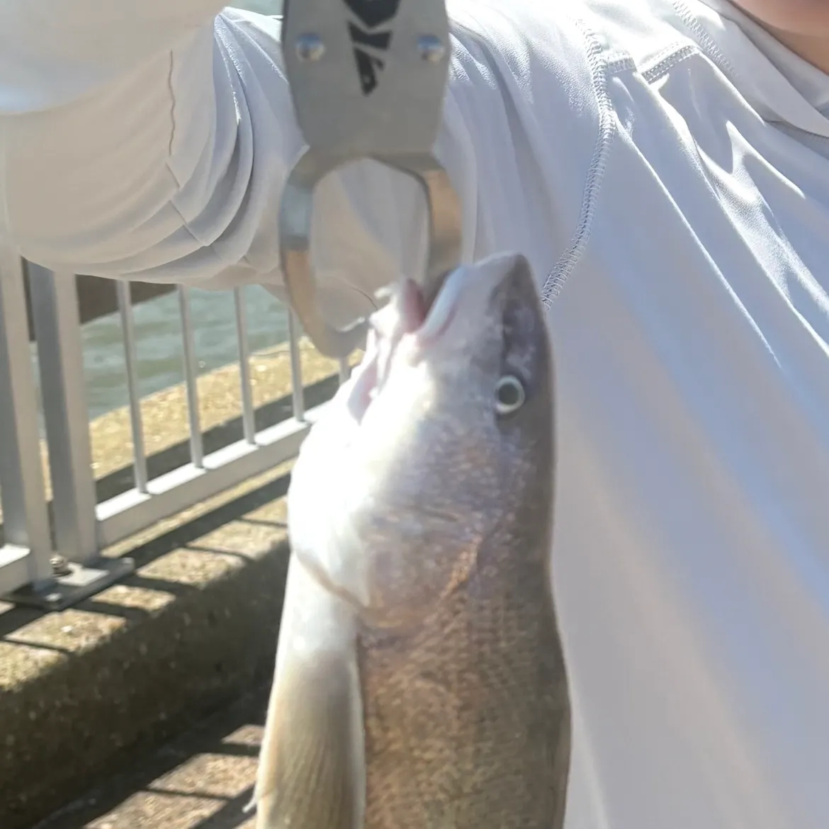The most recent Gulf kingcroaker catches on Fishbrain