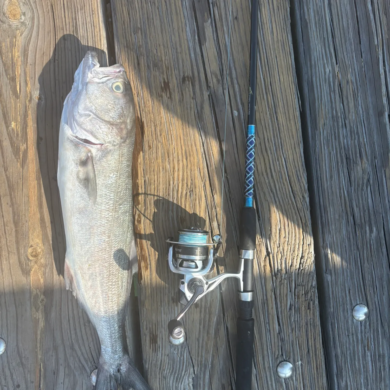 The most recent Bluefish catches on Fishbrain