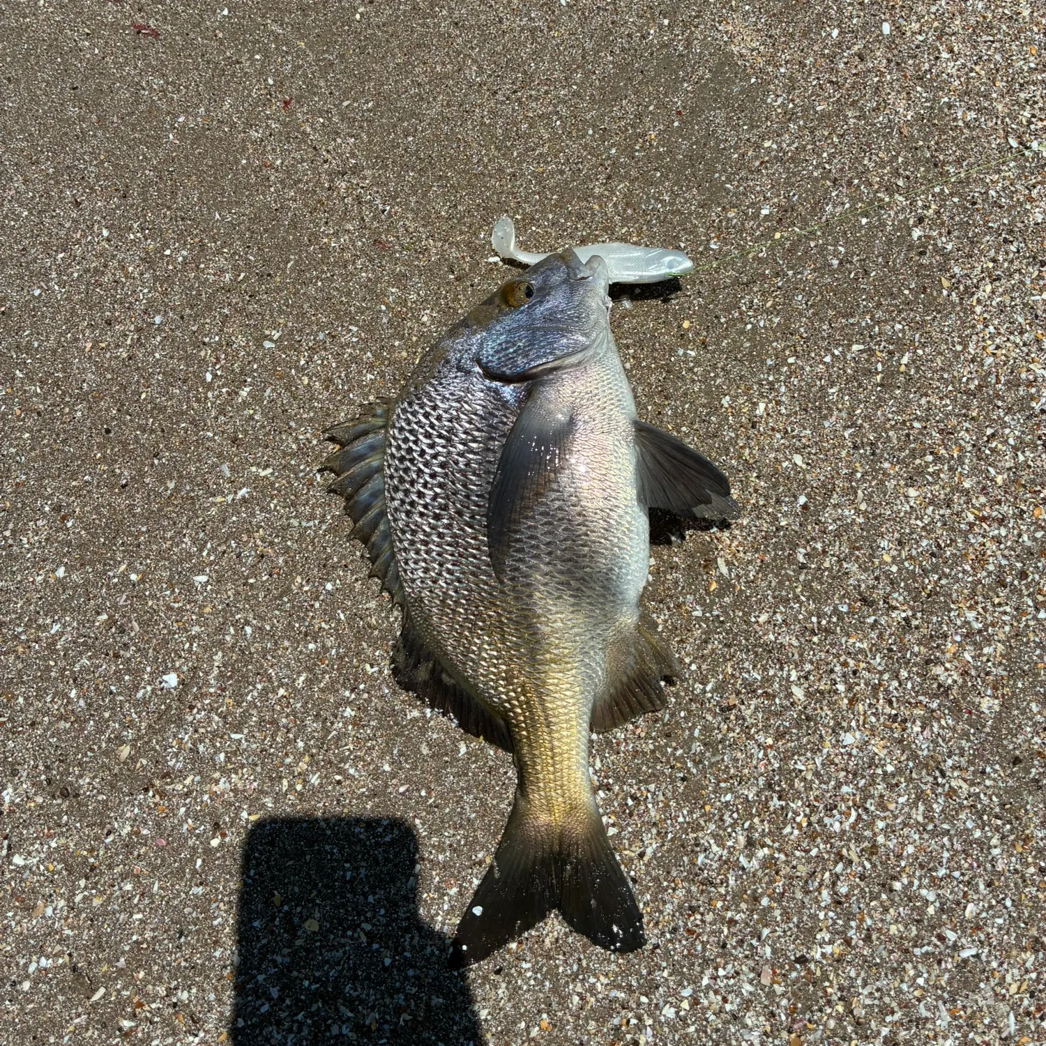 The most recent Blackmouth croaker catches on Fishbrain