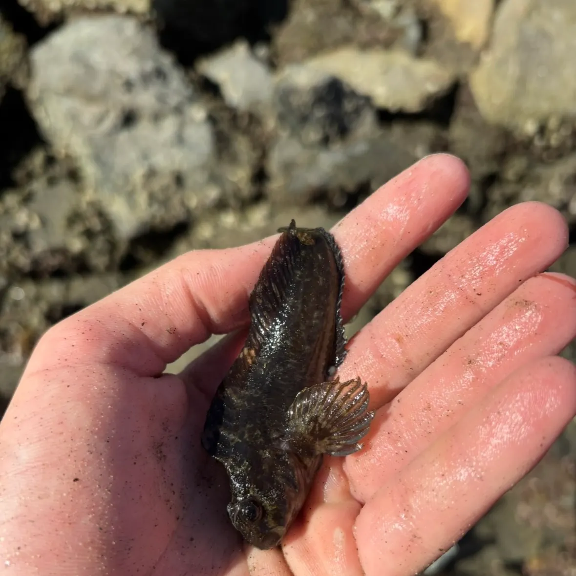 The most recent Bay blenny catches on Fishbrain