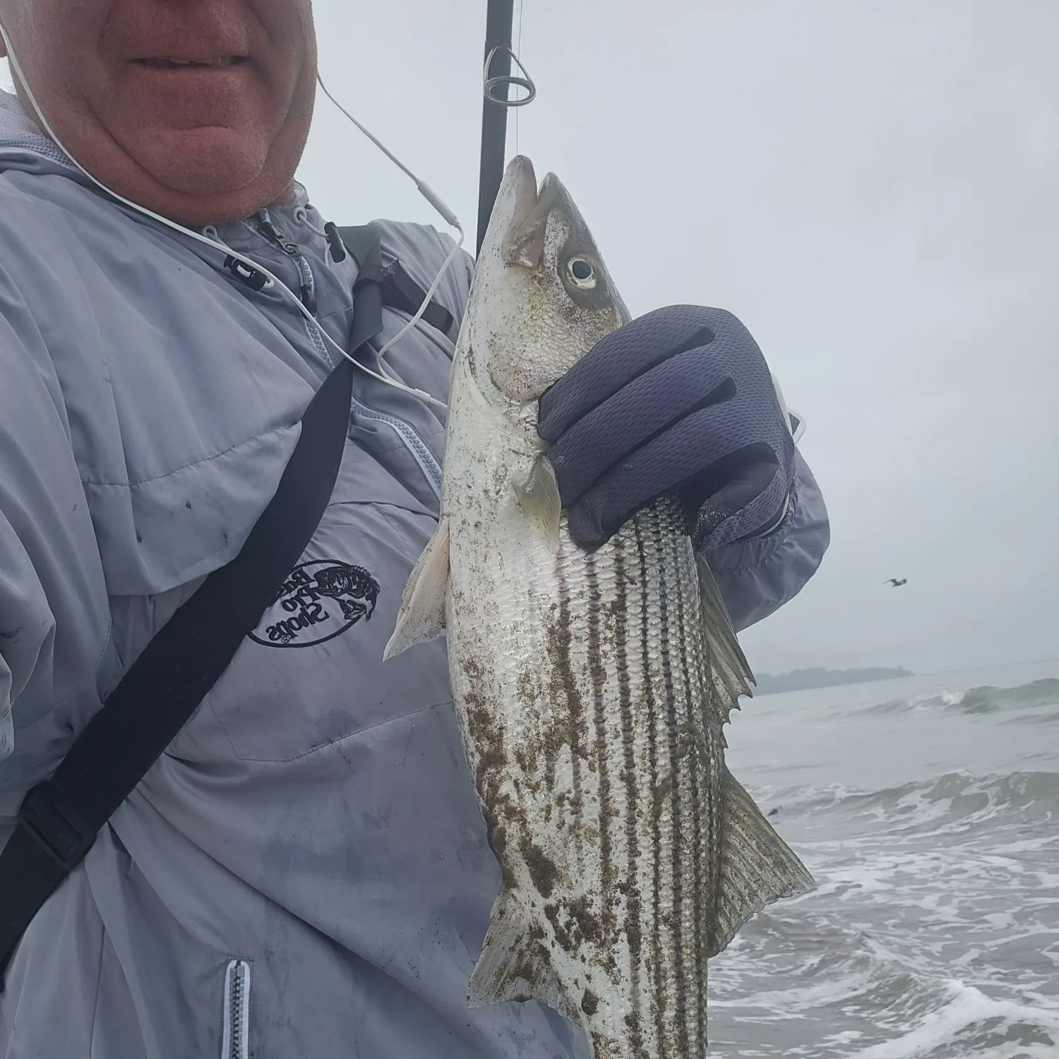 Striped bass caught on Fishbrain