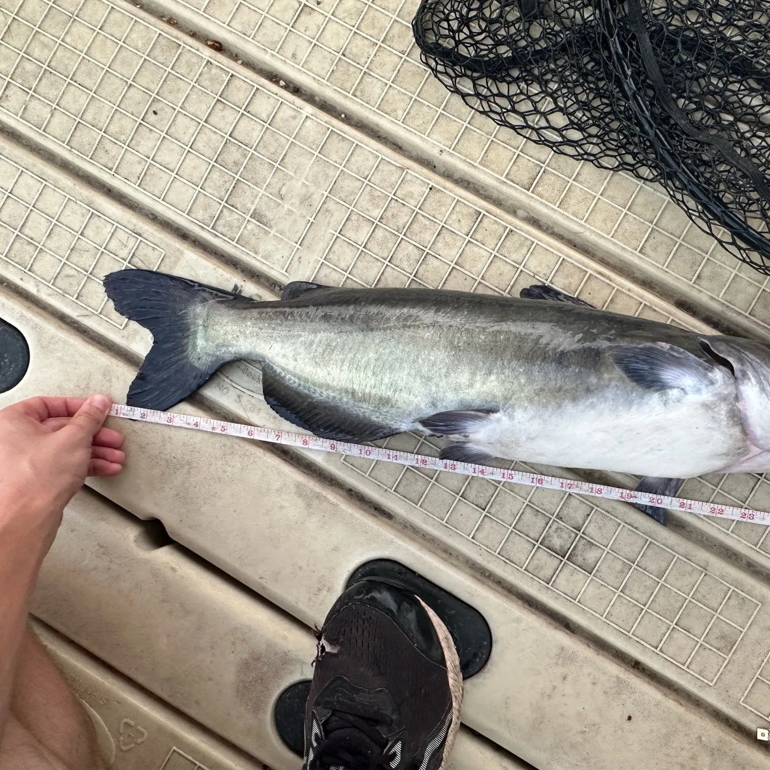 Channel catfish caught on Fishbrain