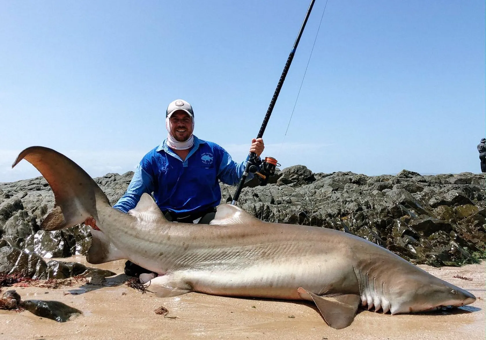 Sand tiger shark