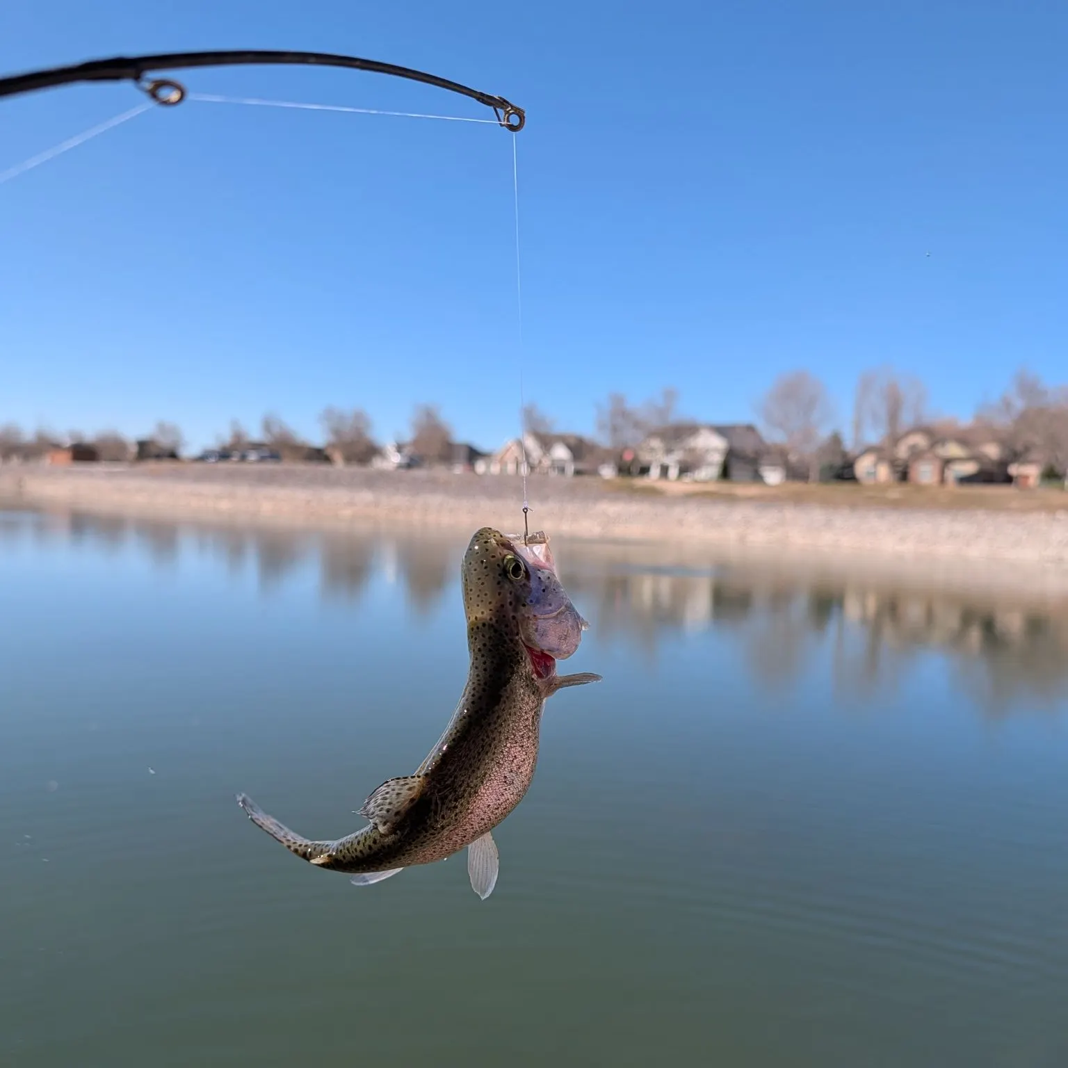 The most recent Rainbow trout catches on Fishbrain