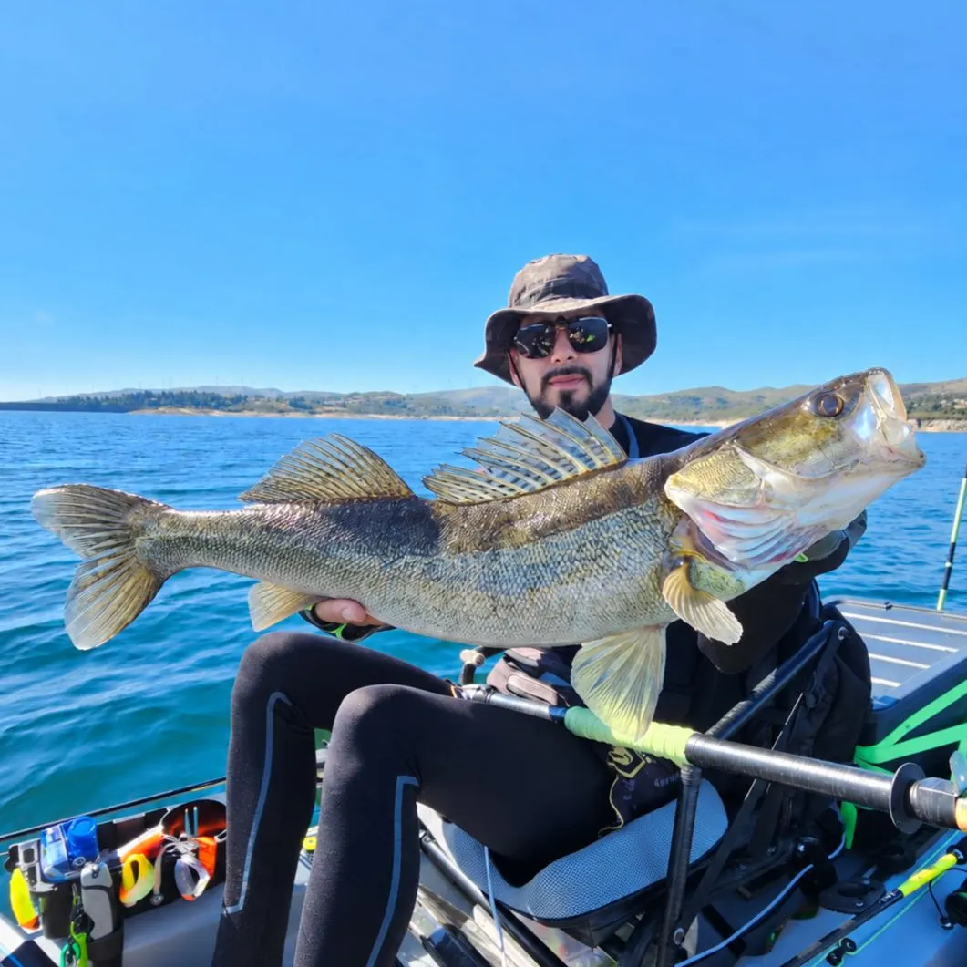 Zander caught on Fishbrain