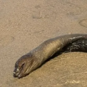 The most recent California moray catches on Fishbrain