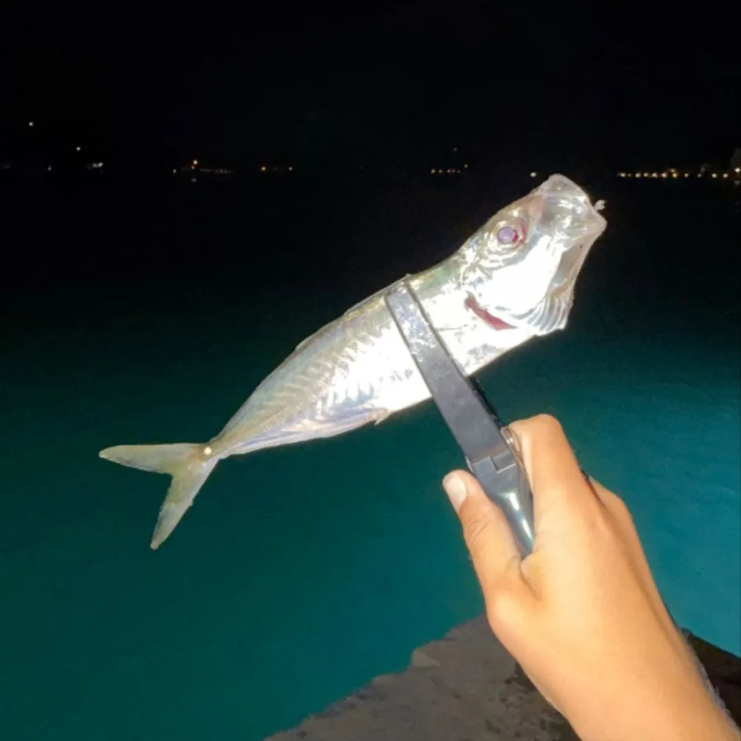 The most recent Mediterranean horse mackerel catches on Fishbrain
