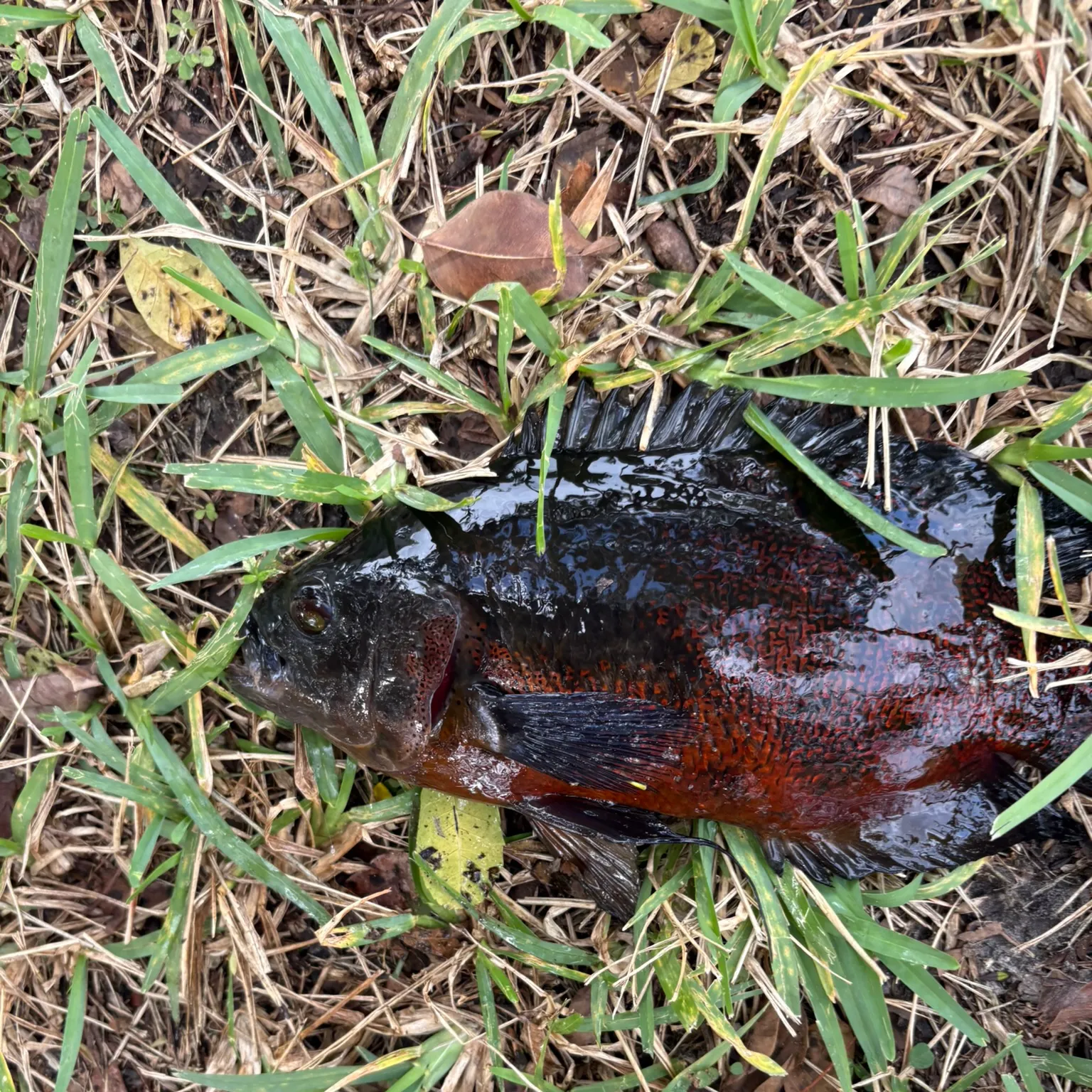 The most recent Oscar catches on Fishbrain