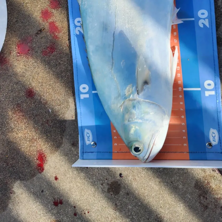The most recent Talang queenfish catches on Fishbrain