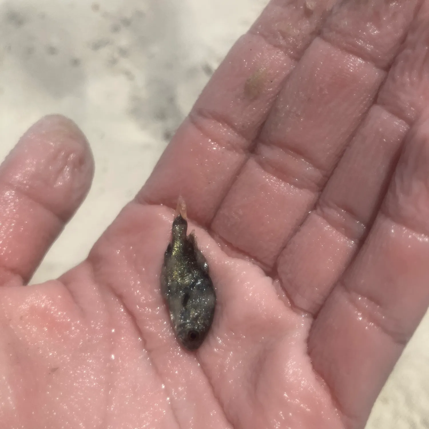 The most recent Banded drum catches on Fishbrain