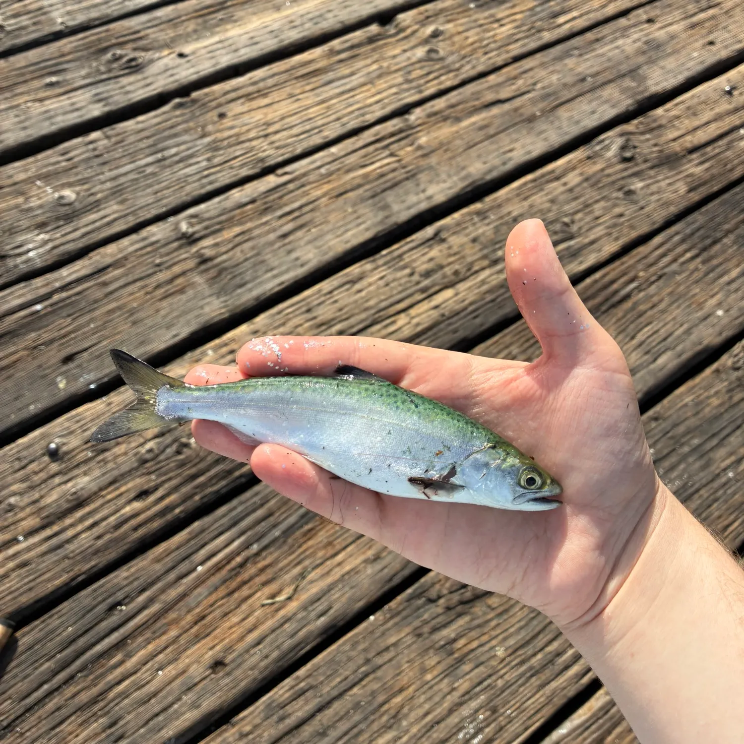 Coho salmon caught on Fishbrain