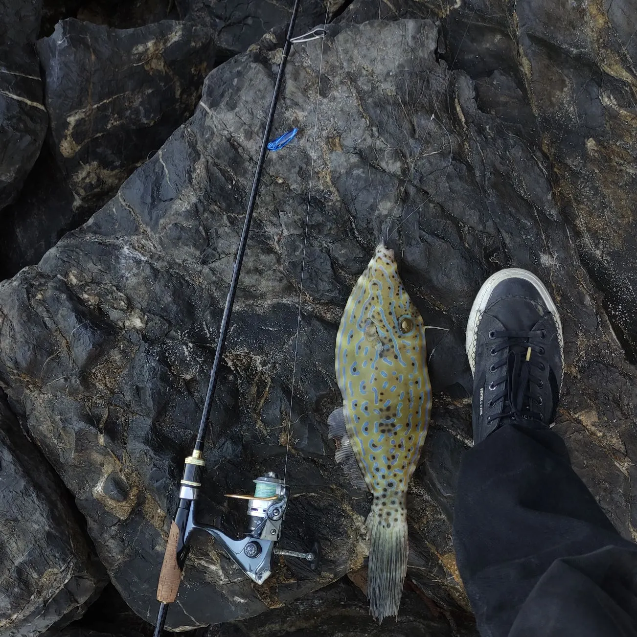 The most recent Japanese inflator filefish catches on Fishbrain