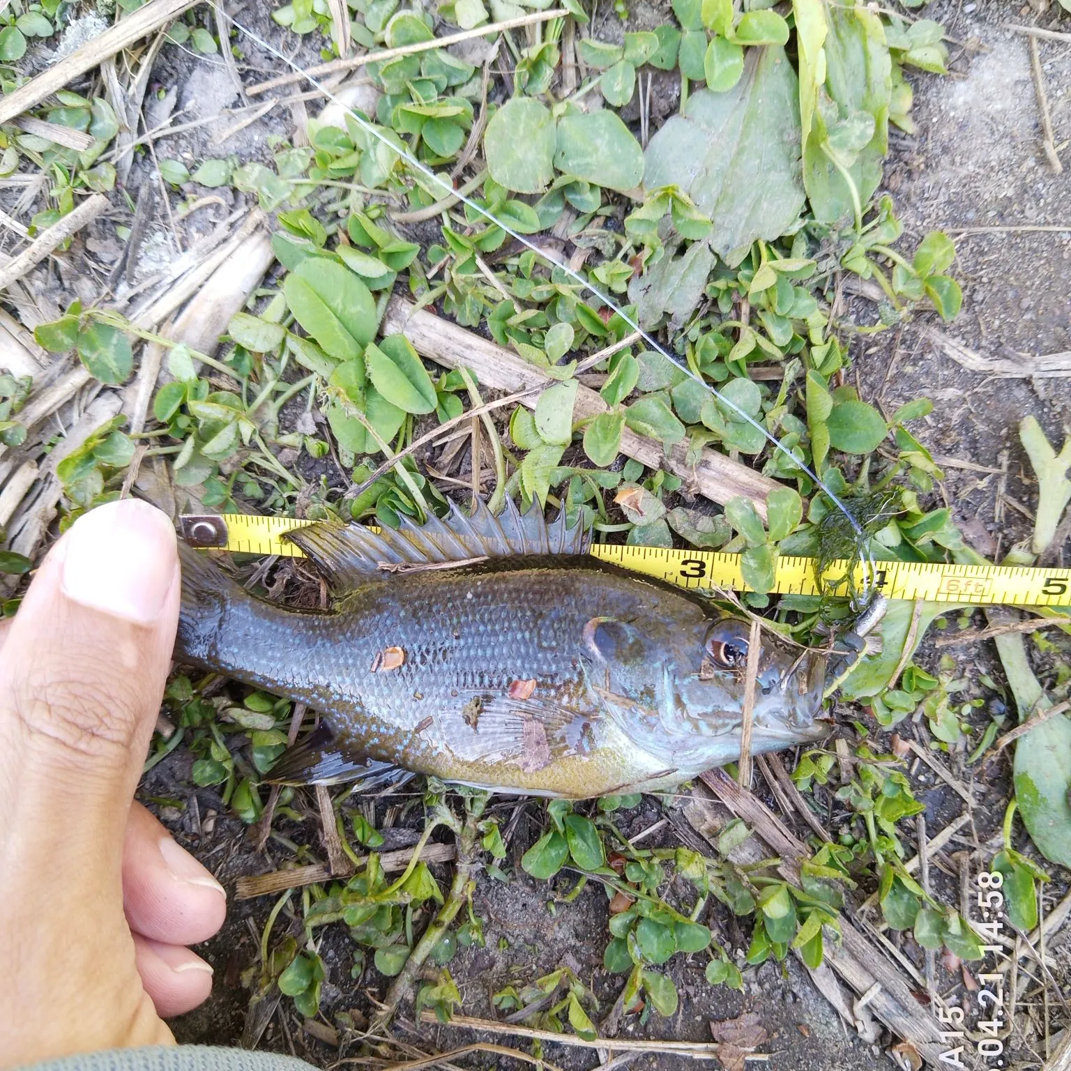 recently logged catches