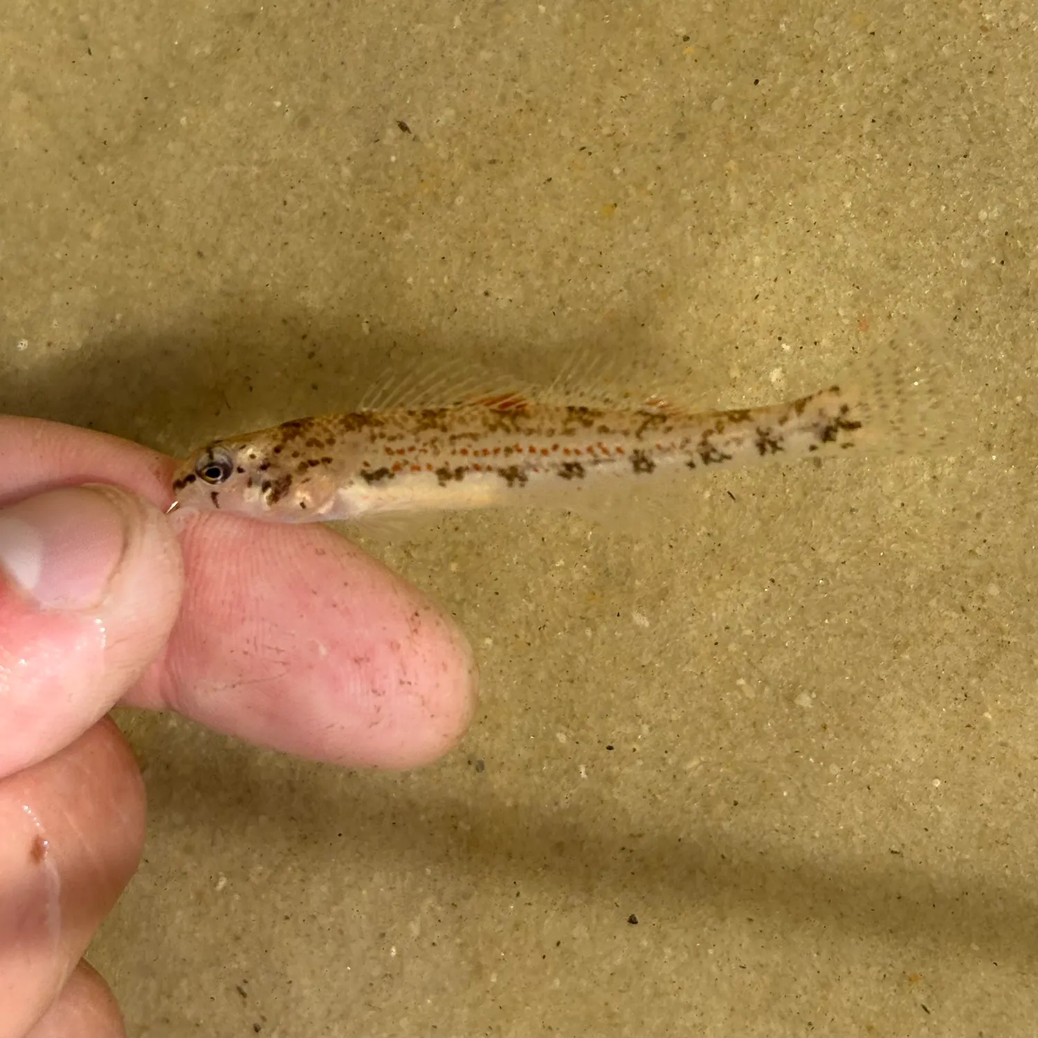 Coastal darter caught on Fishbrain