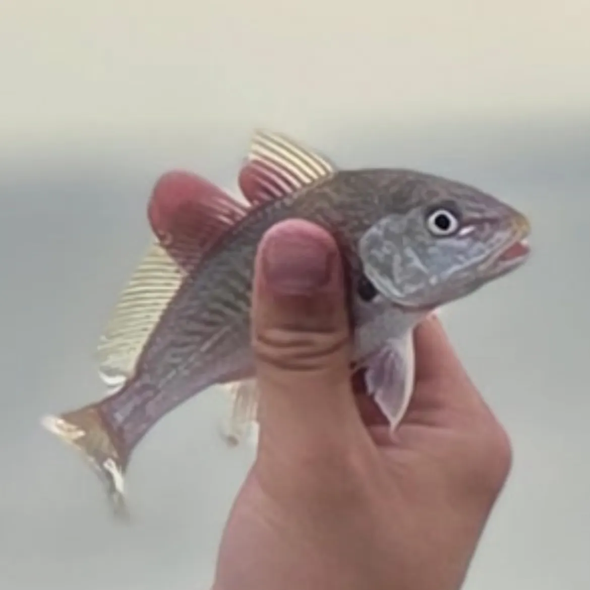 The most recent Atlantic croaker catches on Fishbrain