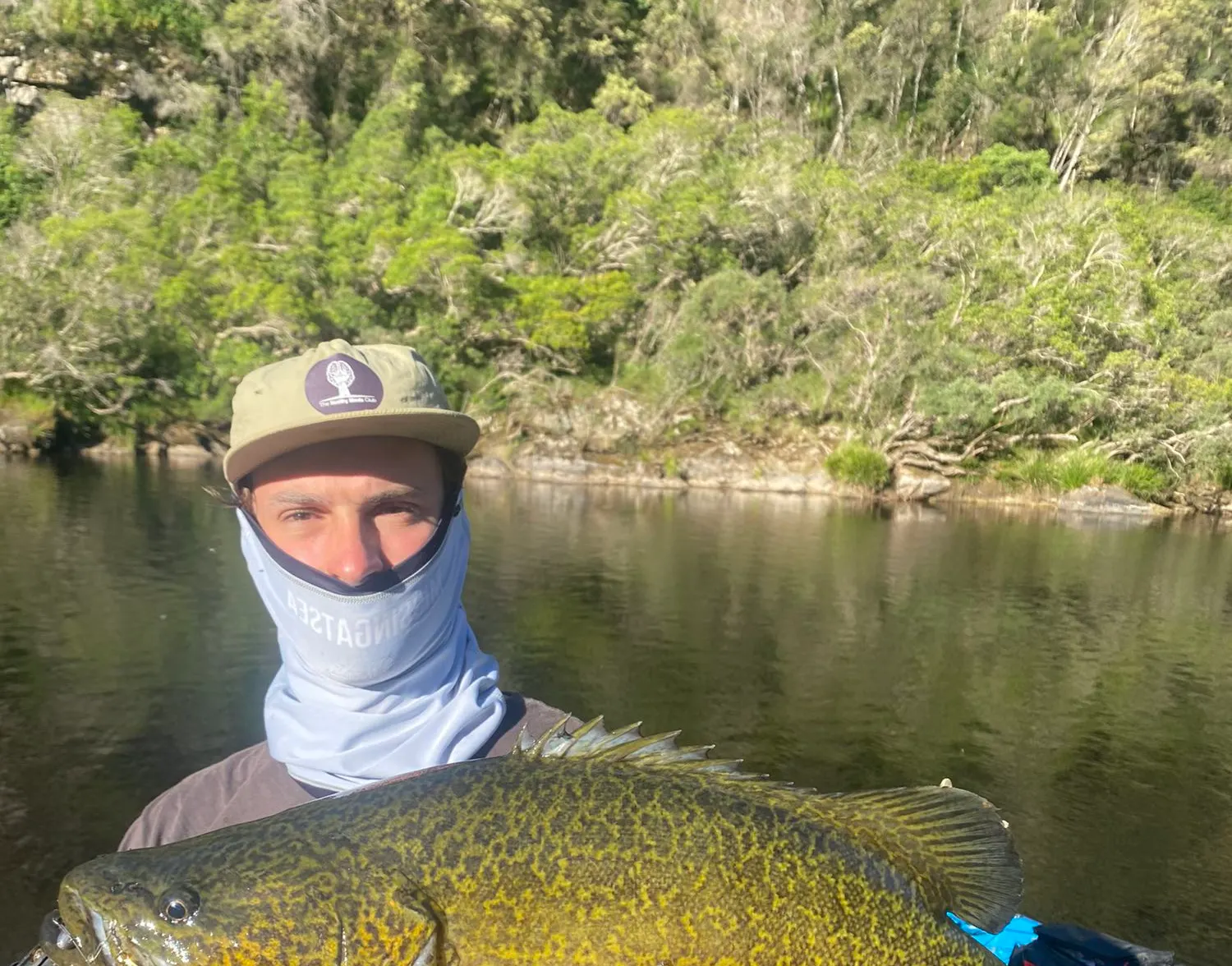 Clarence River cod