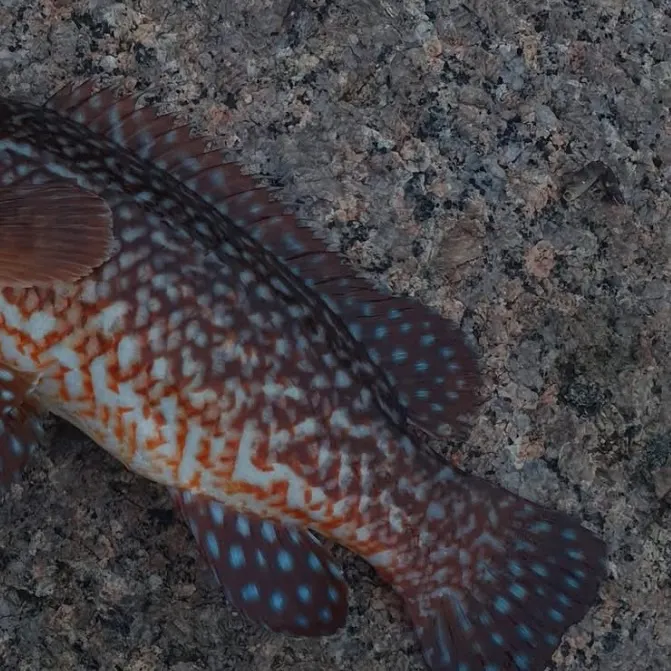 The most recent Ballan wrasse catches on Fishbrain