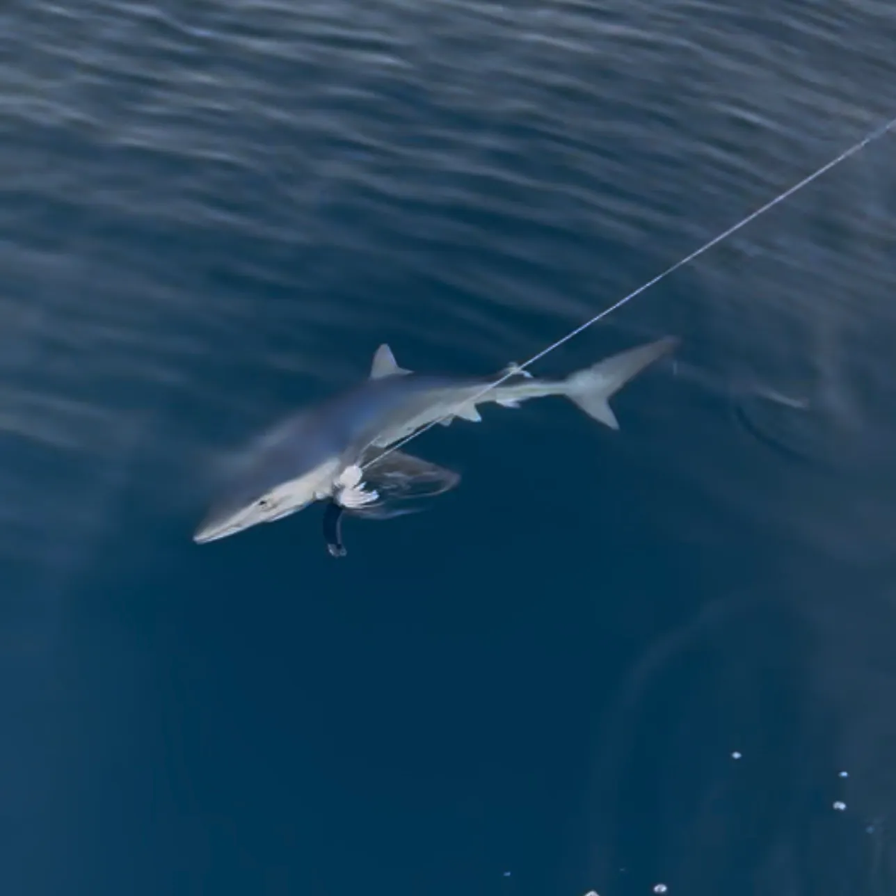 The most recent Blue shark catches on Fishbrain