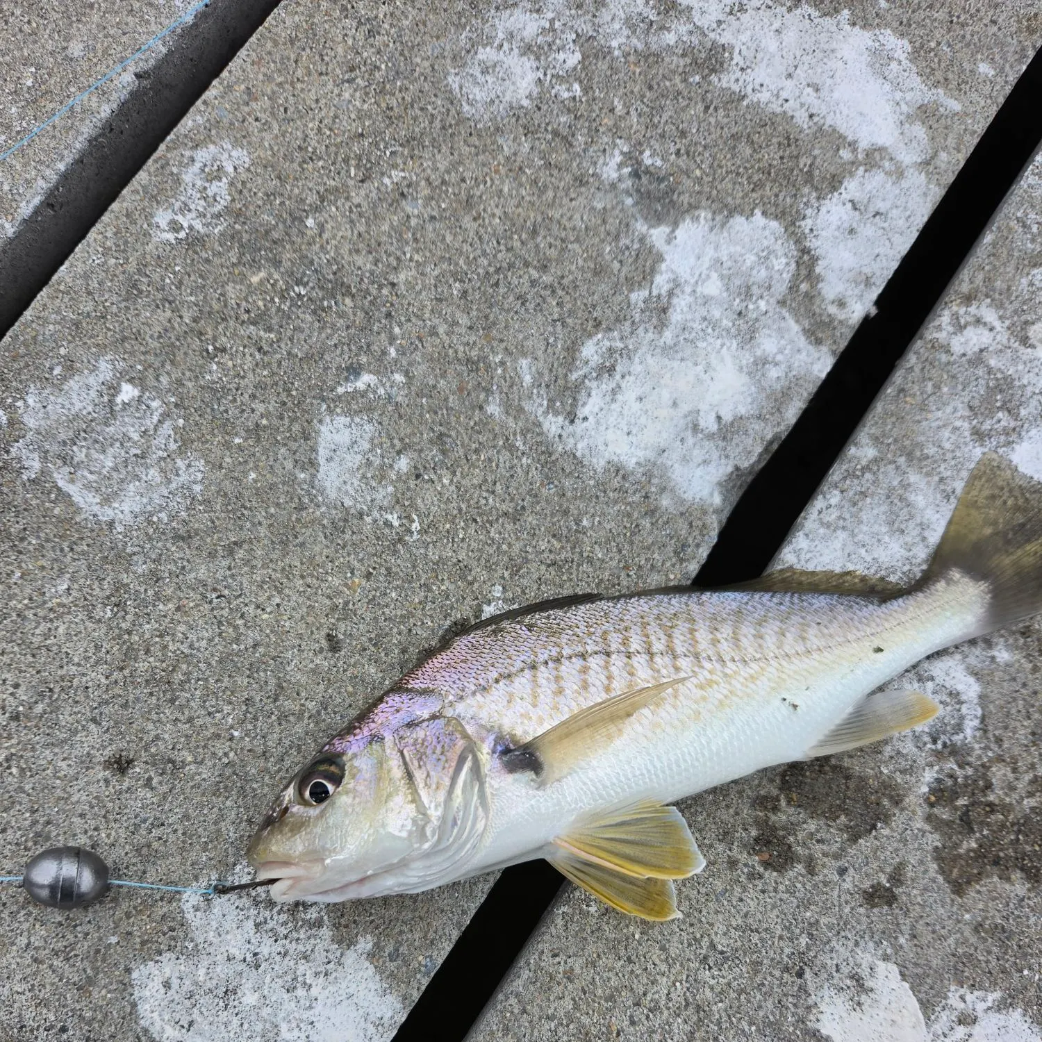 Atlantic croaker caught on Fishbrain