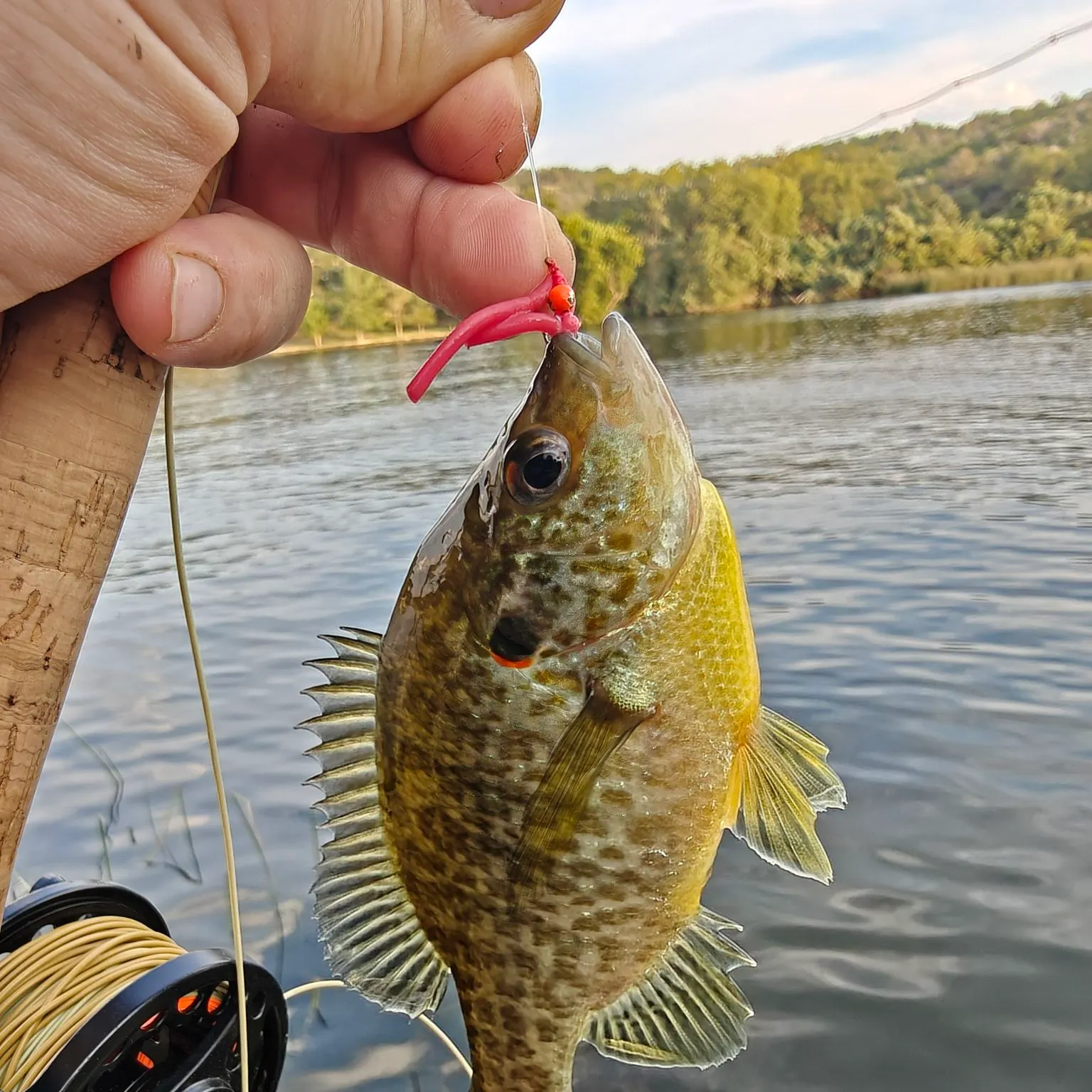 Redear sunfish caught on Fishbrain