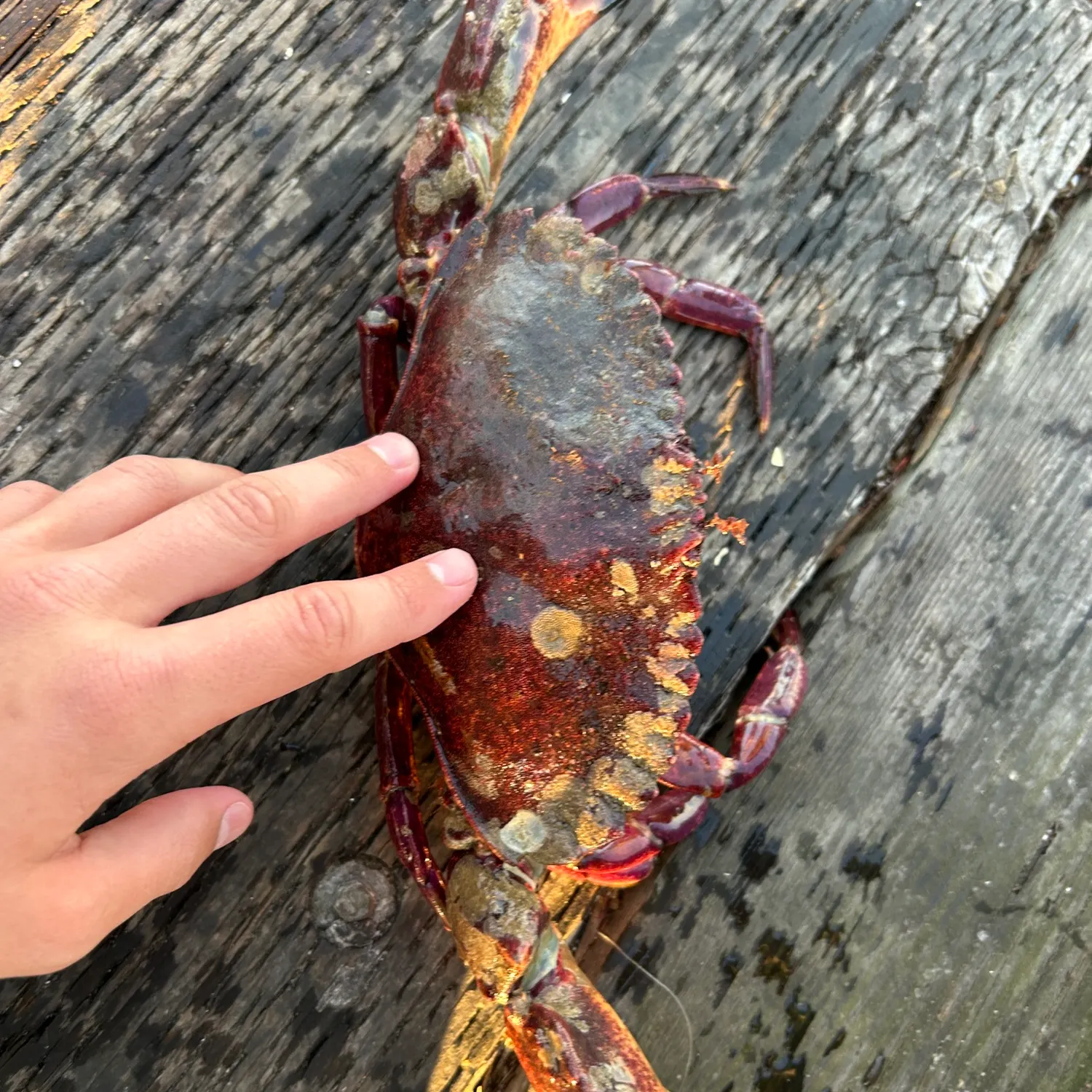The most recent Red rock crab catches on Fishbrain