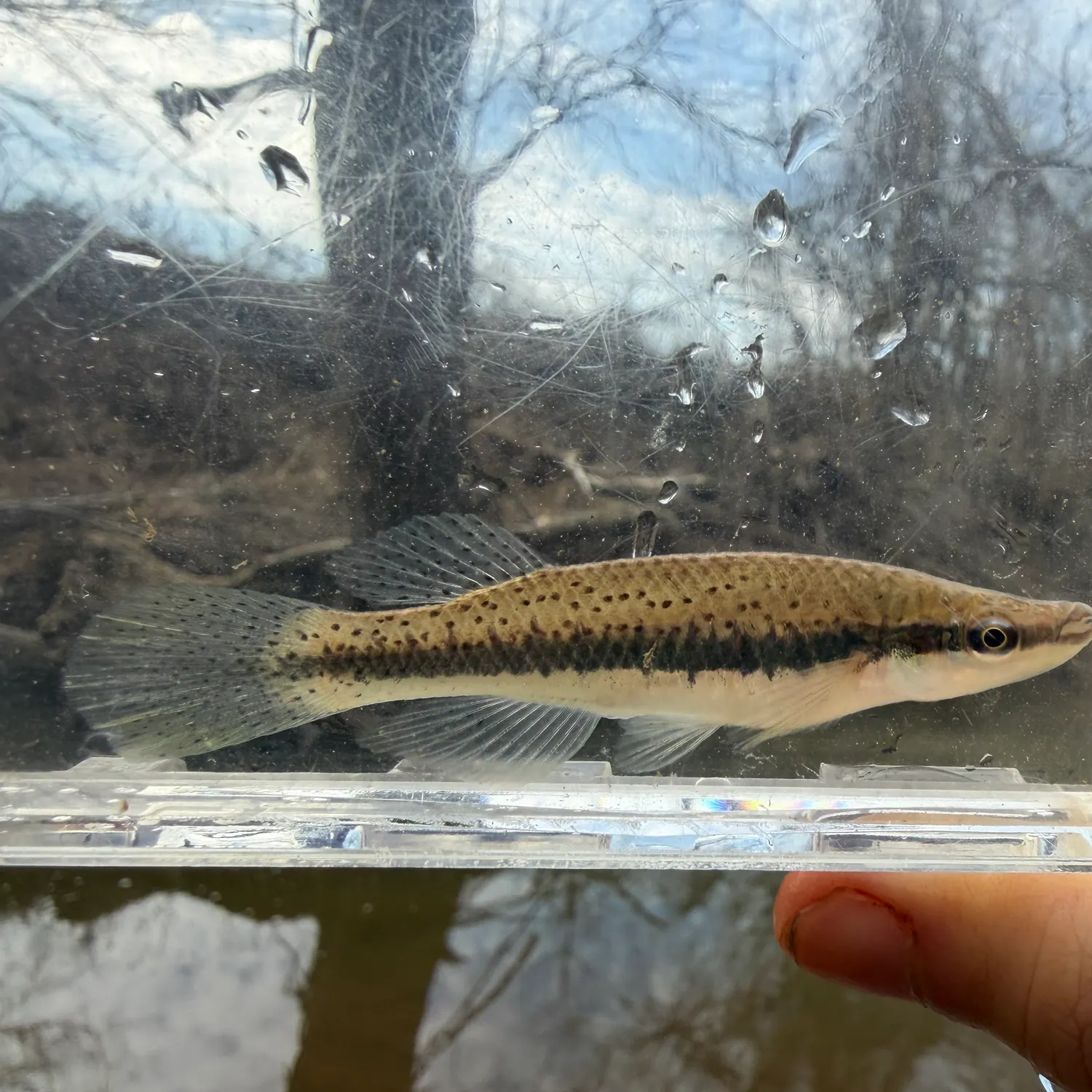 The most recent Blackspotted topminnow catches on Fishbrain
