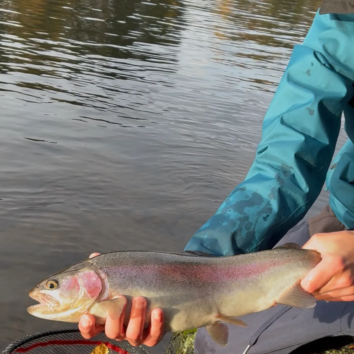 Rainbow trout caught on Fishbrain