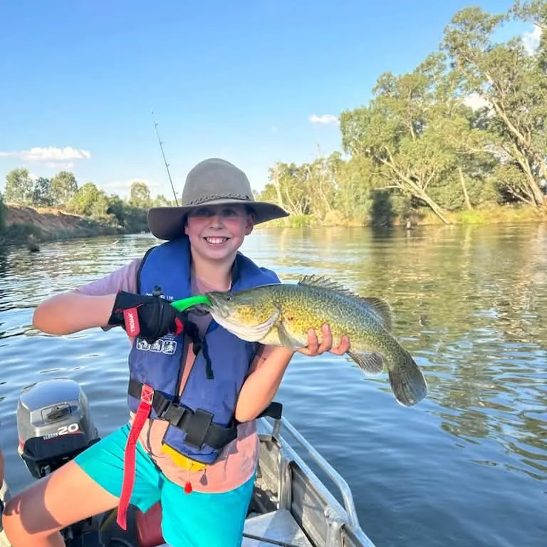 Murray cod caught on Fishbrain