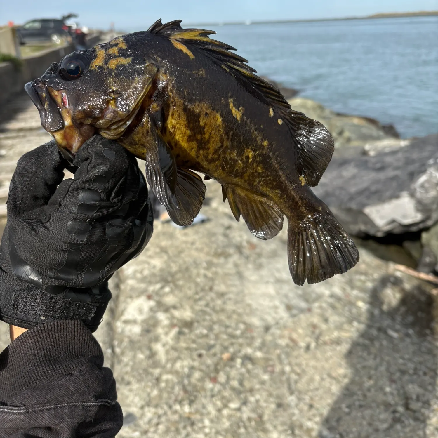 The most recent Black and yellow rockfish catches on Fishbrain