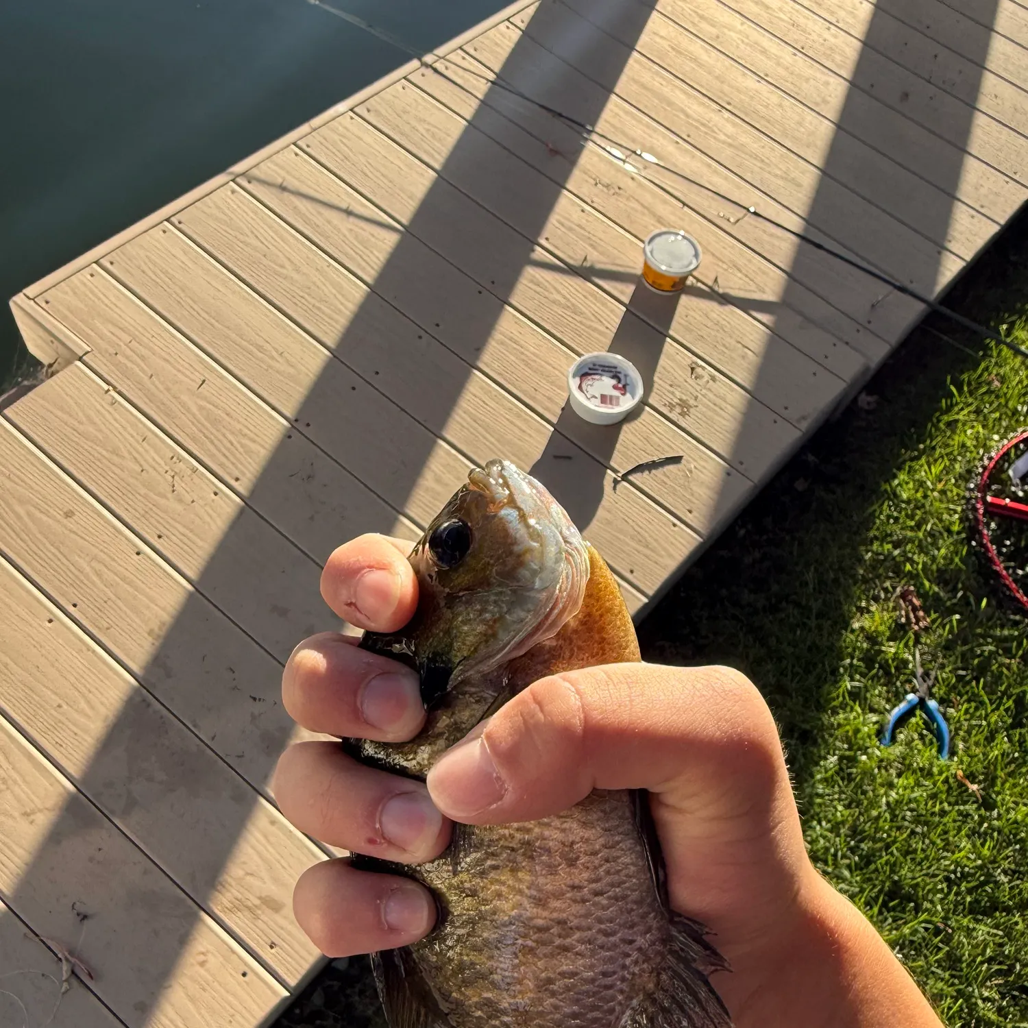 Bluegill caught on Fishbrain
