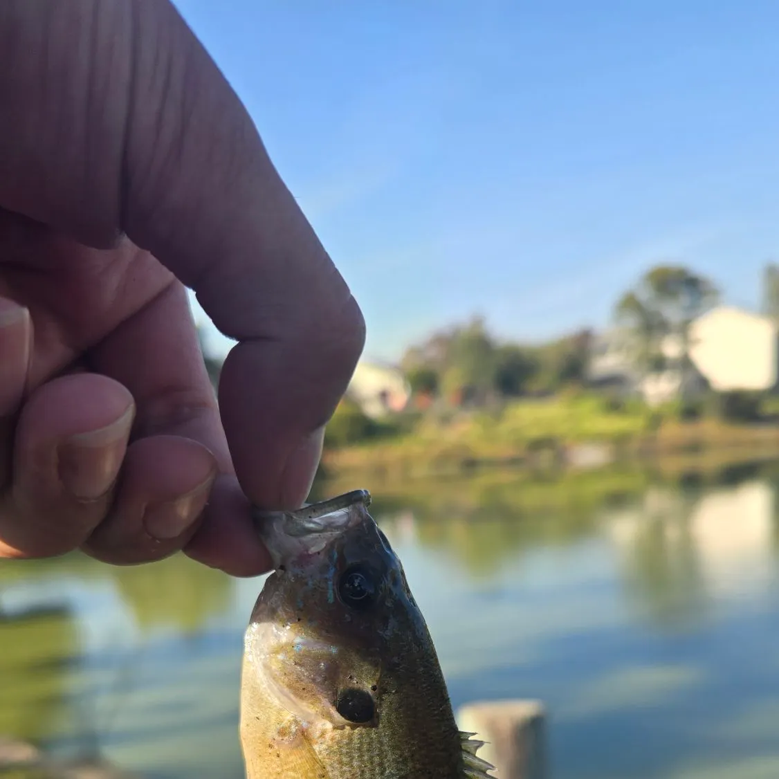 Green sunfish caught on Fishbrain