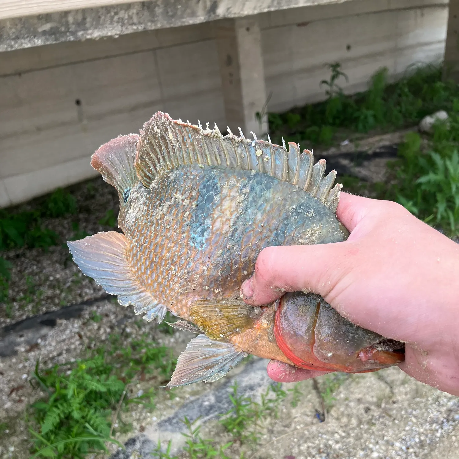 The most recent Mayan cichlid catches on Fishbrain