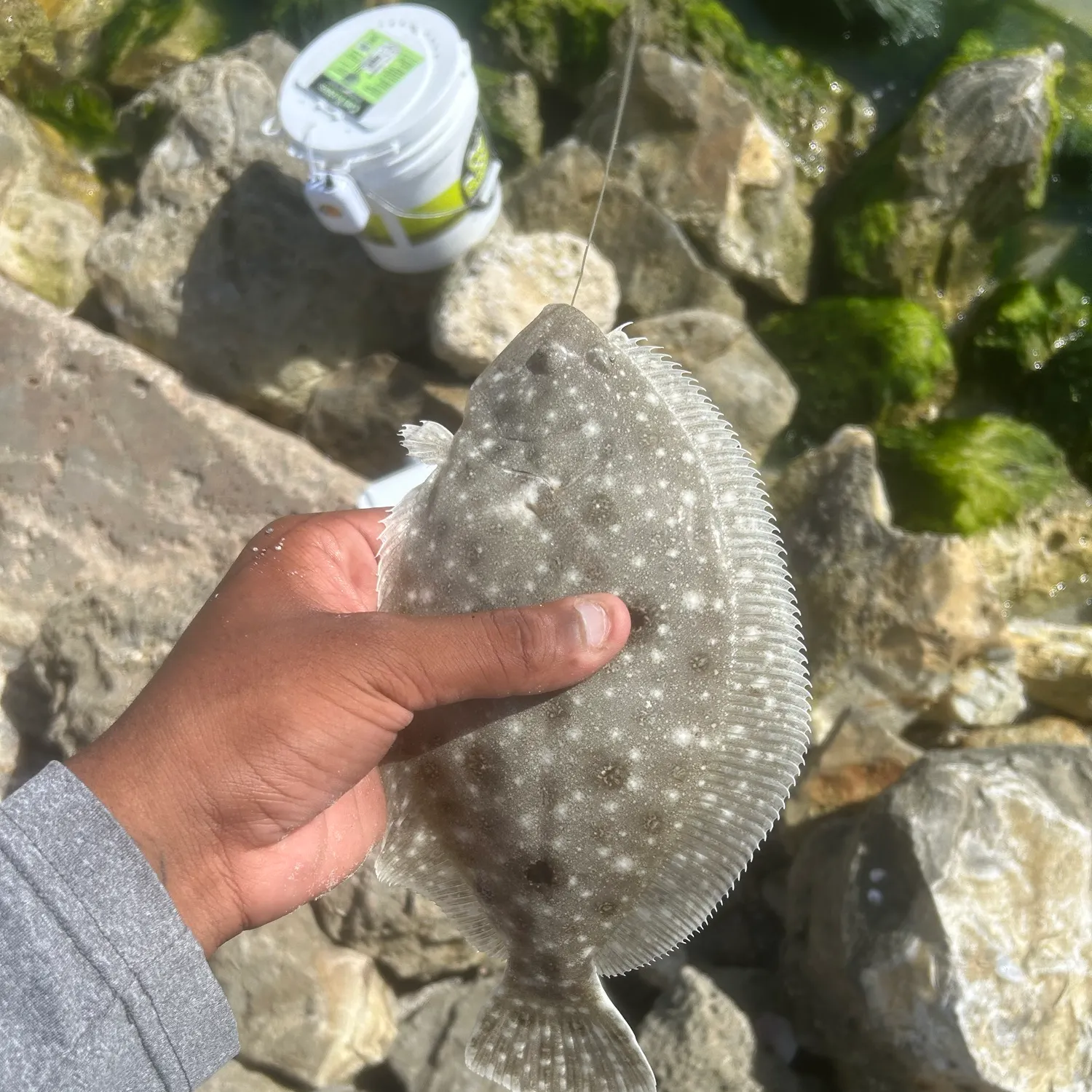 Summer flounder caught on Fishbrain