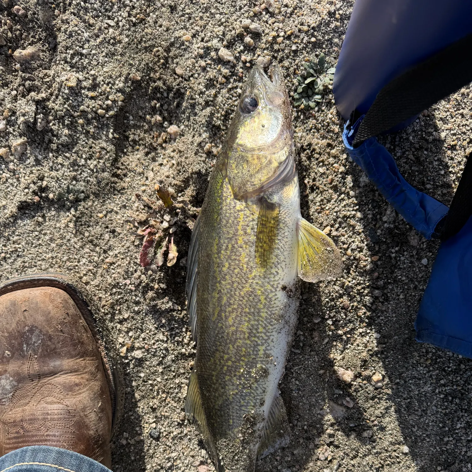 Walleye caught on Fishbrain
