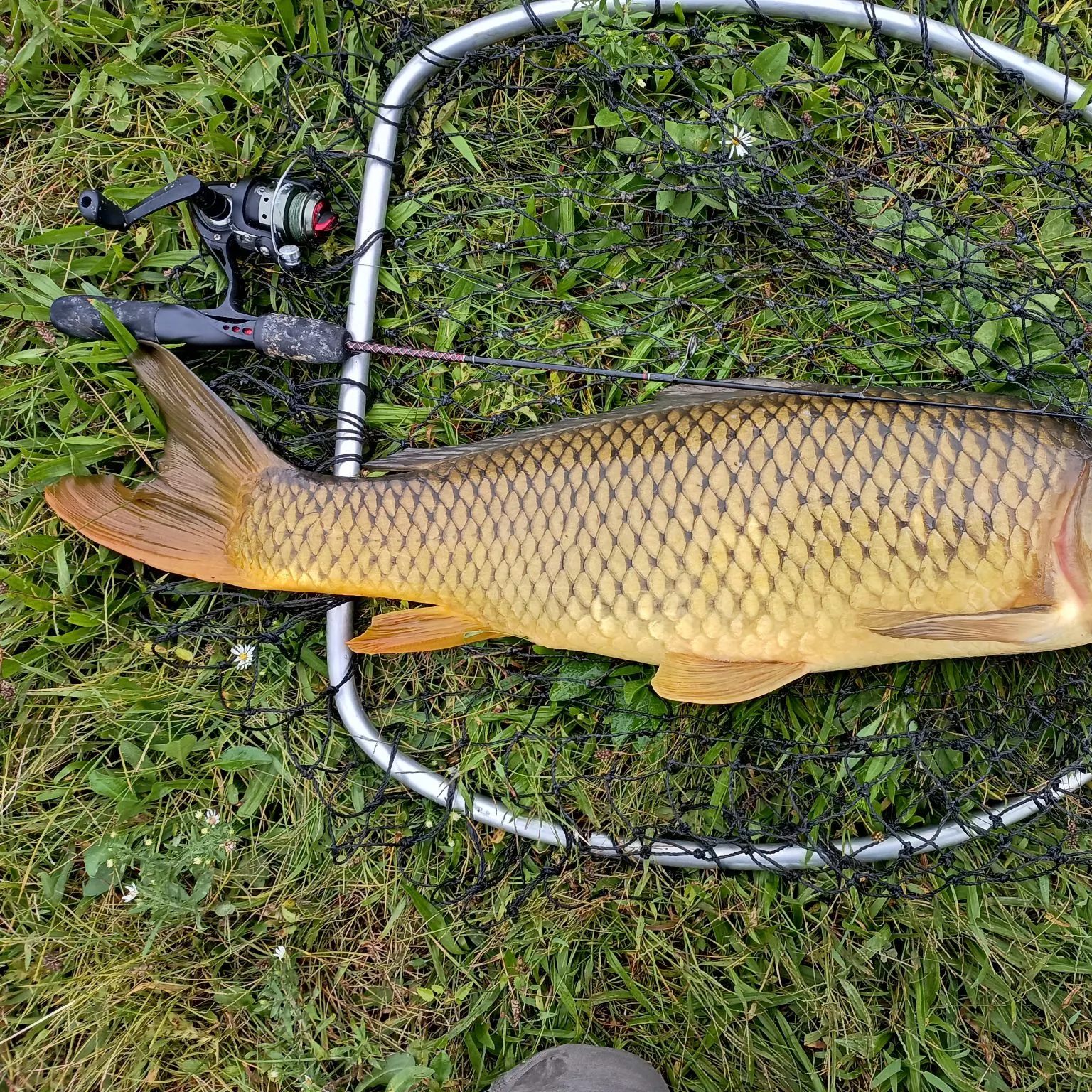 Common carp caught on Fishbrain