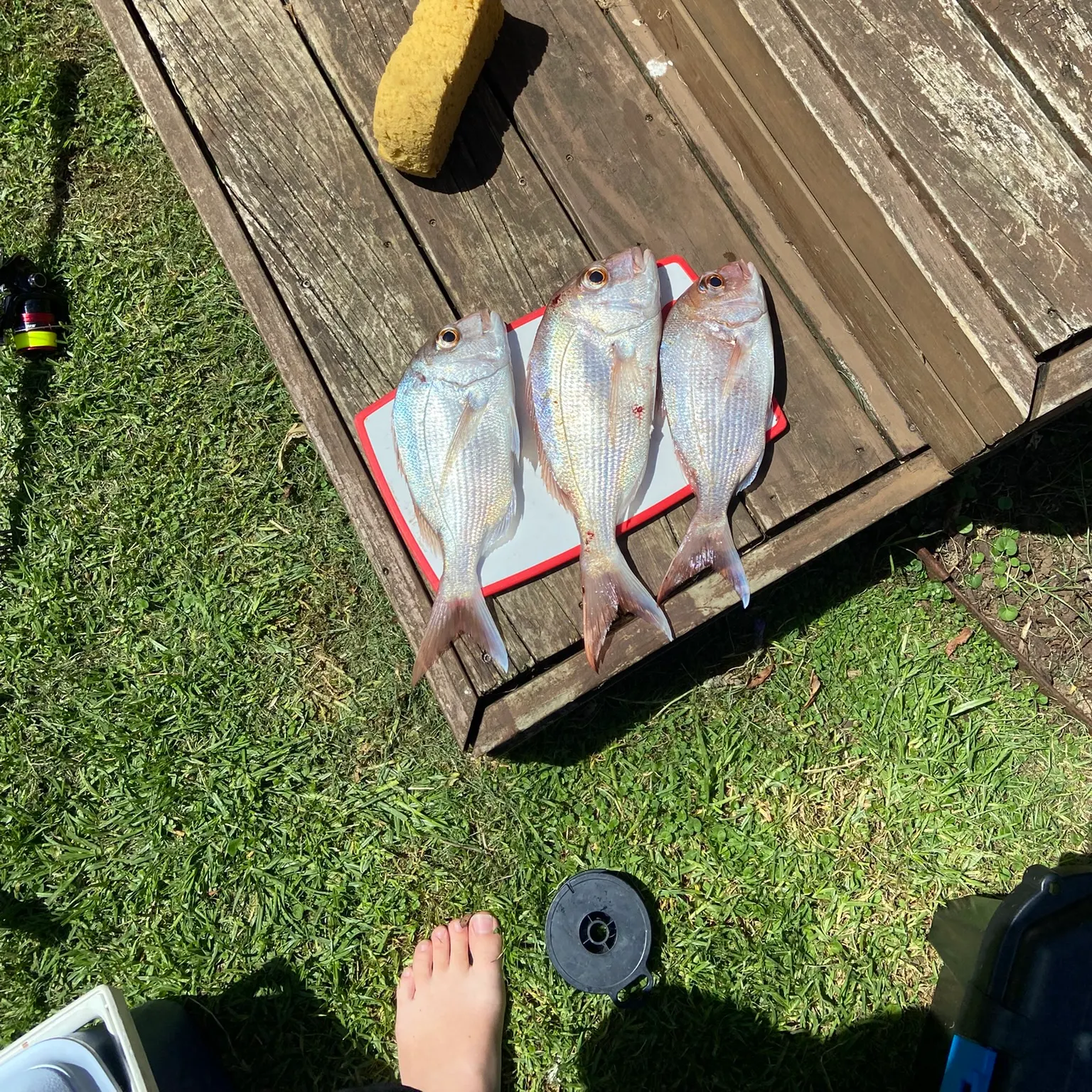 recently logged catches