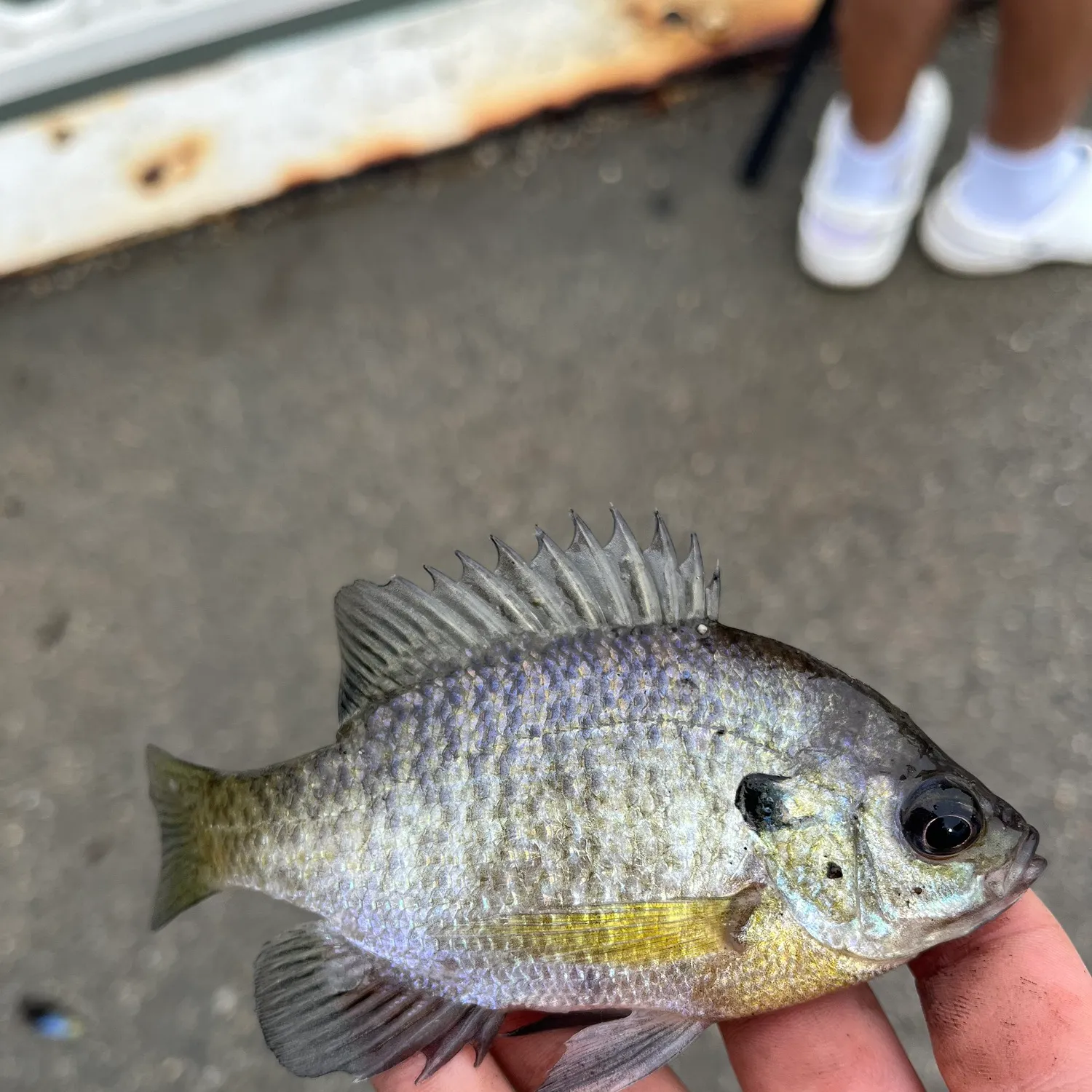 catch