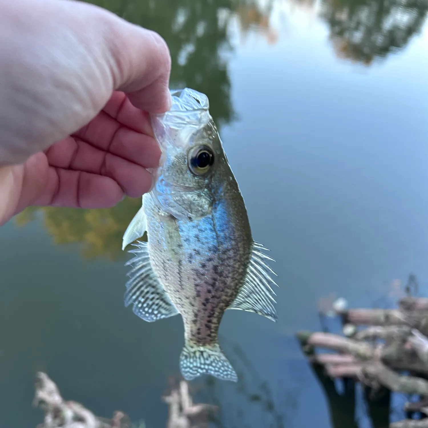 Black crappie caught on Fishbrain