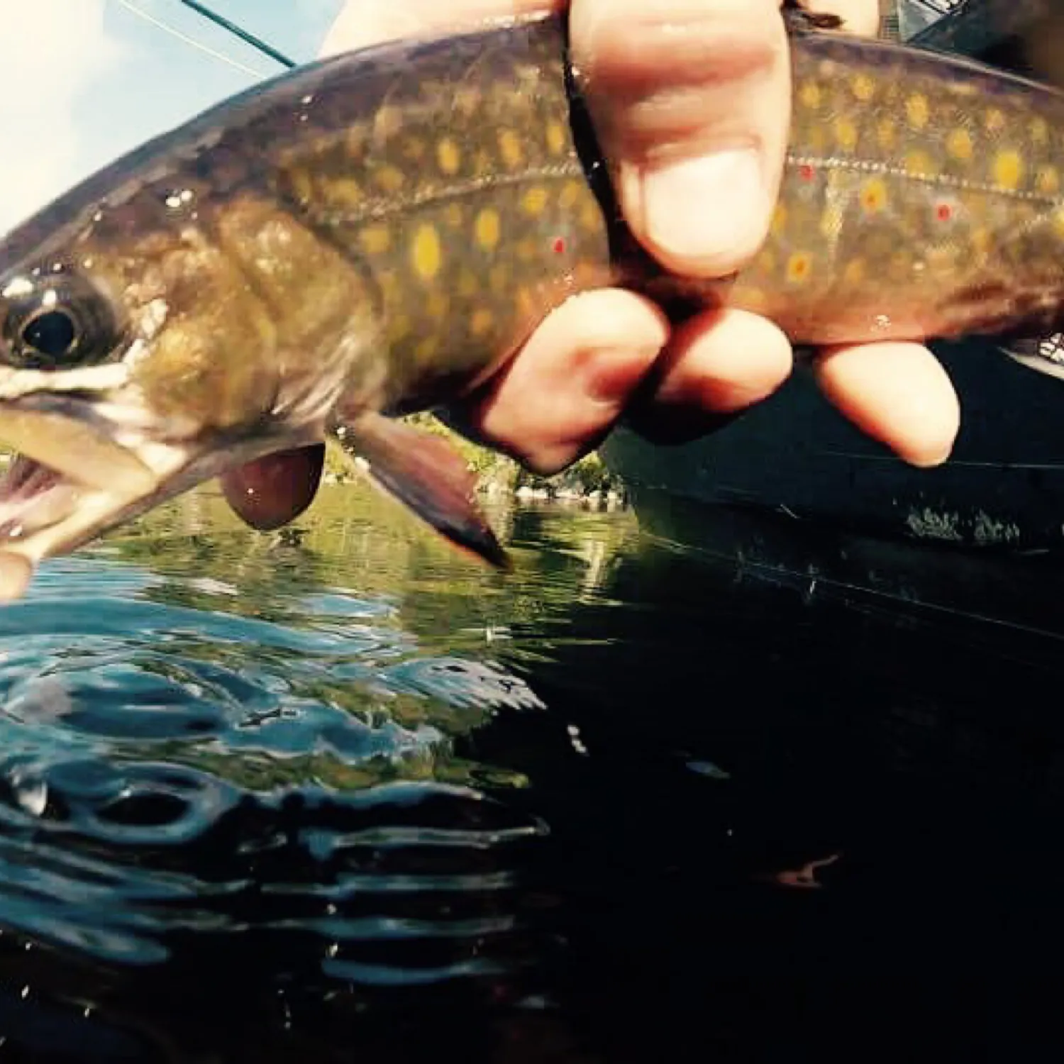 Brook trout caught on Fishbrain