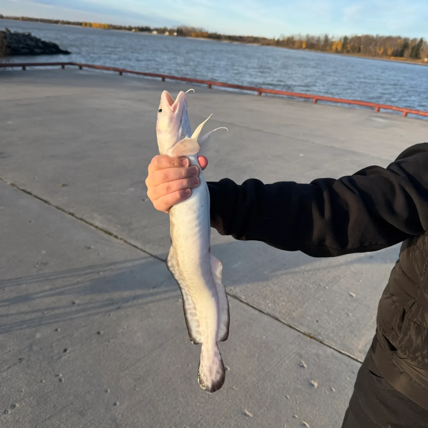 Burbot caught on Fishbrain