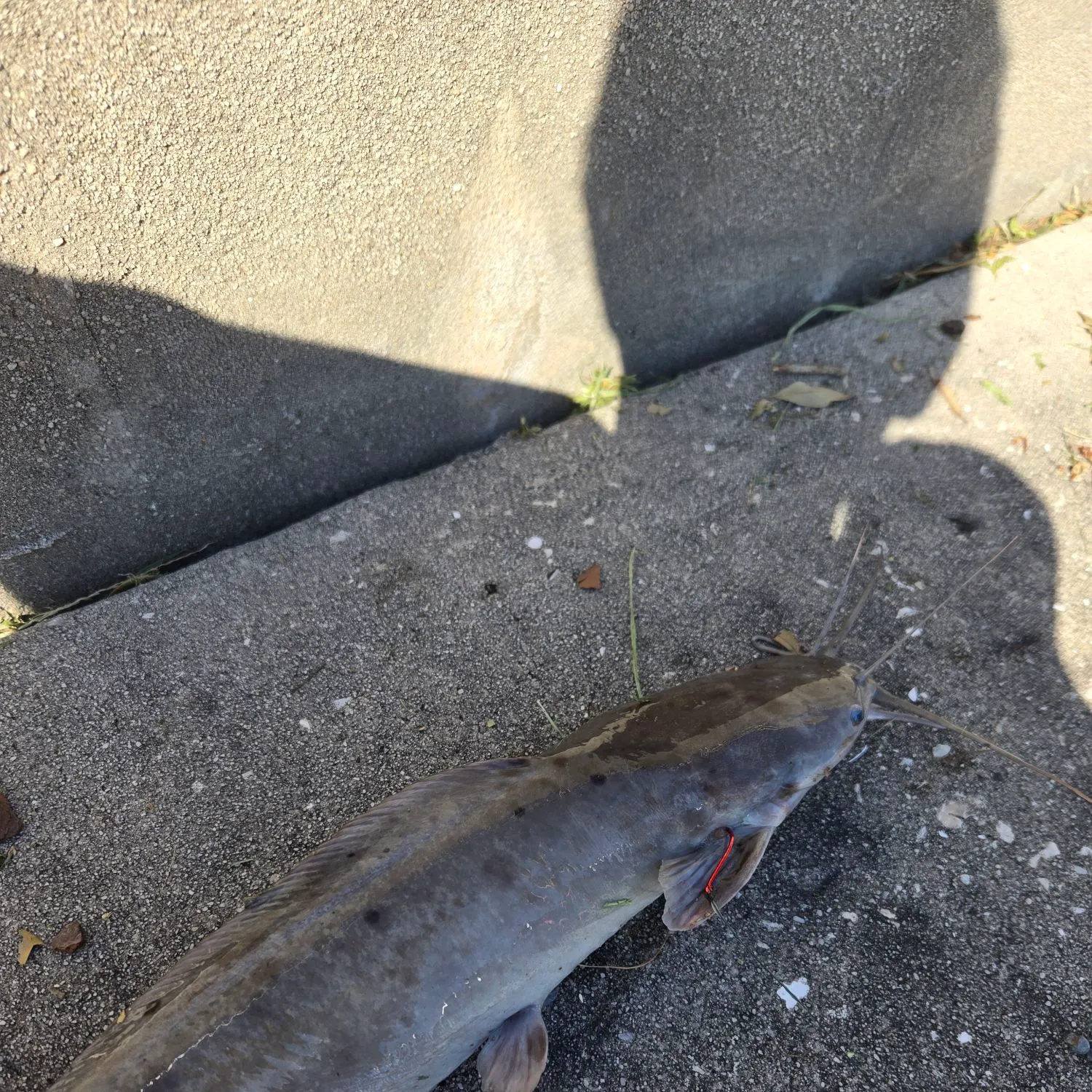 The most recent Walking catfish catches on Fishbrain