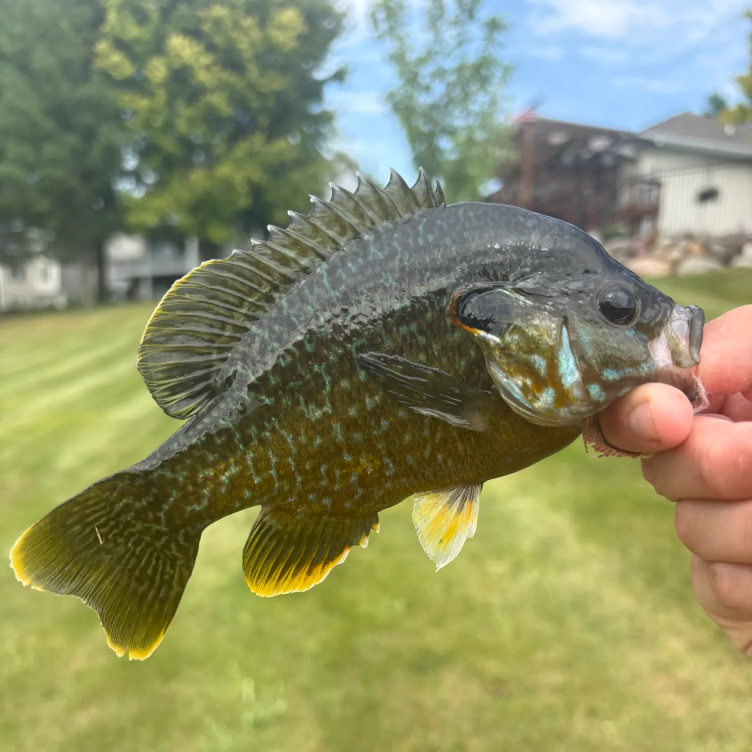 Greengill hybrid caught on Fishbrain